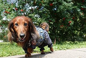 15 Funny Things About Dachshunds Only Owners Will Understand – The Paws