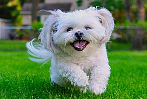 Teddy Bear Dog Breeds: Shichon, Cavapoo, and More - Woman's World