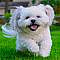 Teddy Bear Dog Breeds: Shichon, Cavapoo, and More - Woman's World