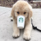 16 Golden Retriever Puppies Who Are Too Pure For This World | Cuteness