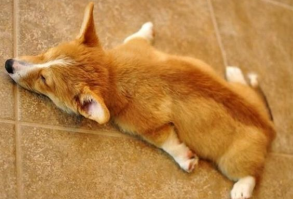 16 Hilarious Photos That Prove Corgis Are The Ultimate Nappers