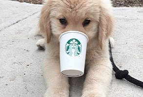 16 bouilles de chiots Golden Retrievers qui nous donnent envie de les adopter