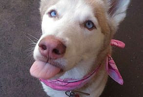 Hilarious Dog Snapchats