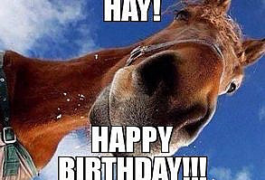 17 Best Happy Birthday Horse Meme