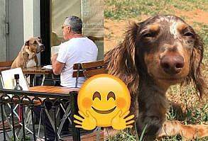 17 Dog Tweets That Will Make You Smile Every Time