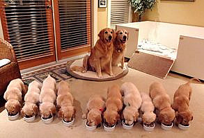 17 Ridiculously Adorable Pictures Of Parent Doggos With Their Little Puppers | Thought Catalog