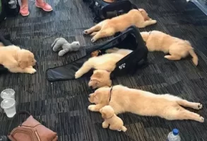 22 Of The Most Unbelievably Funny Animal Photos Of All Time | Cuteness