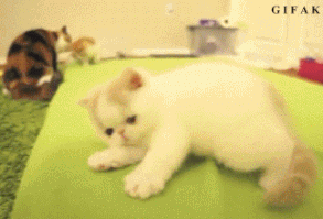 This glorious weirdo: | 23 Animal GIFs That Should Be World Famous