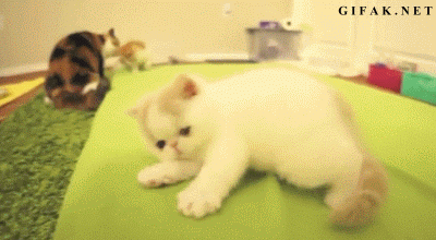 This glorious weirdo: | 23 Animal GIFs That Should Be World Famous