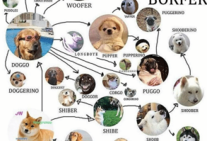 Study confirms knowledge of doggos can lead to early detection of valuable memes. Experts say