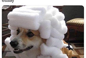 25 Squee-Worthy Animal Memes For Your Weekend Cute Fix - Memebase - Funny Memes