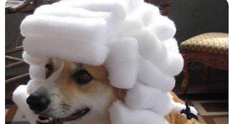 25 Squee-Worthy Animal Memes For Your Weekend Cute Fix - Memebase - Funny Memes