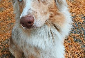 Took My Aussie For A Walk Today! Got This Shot Of Her As I Was About To Throw Her Ball