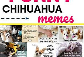 Take a funny break and check out these cute  funny chihuahua memes.