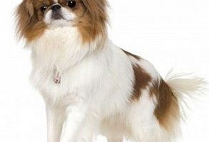 Japanese Chin:  Small Breed Dog
