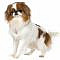 Japanese Chin:  Small Breed Dog