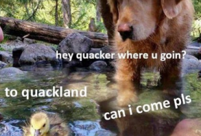 29 HECKIN FUNNY Doggo Memes That Will Keep You Borking All Day Long - Funny Gallery