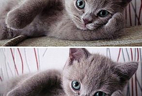 30 Animals Posing to The Camera Like Models - I Can Has Cheezburger? - Funny Cats | Funny Pictures | Funny Cat Memes | GIF | Cat GIFs | Dogs | Animal Captions | LOLcats | Have Fun | Funny Memes #funnycats