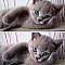 30 Animals Posing to The Camera Like Models - I Can Has Cheezburger? - Funny Cats | Funny Pictures | Funny Cat Memes | GIF | Cat GIFs | Dogs | Animal Captions | LOLcats | Have Fun | Funny Memes #funnycats