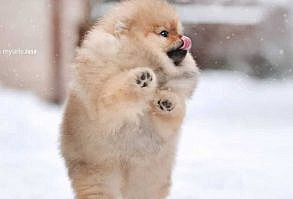 30 Funniest Pomeranians to Brighten Your Day | The Paws