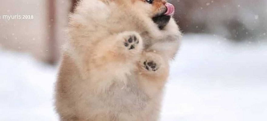 30 Funniest Pomeranians to Brighten Your Day | The Paws