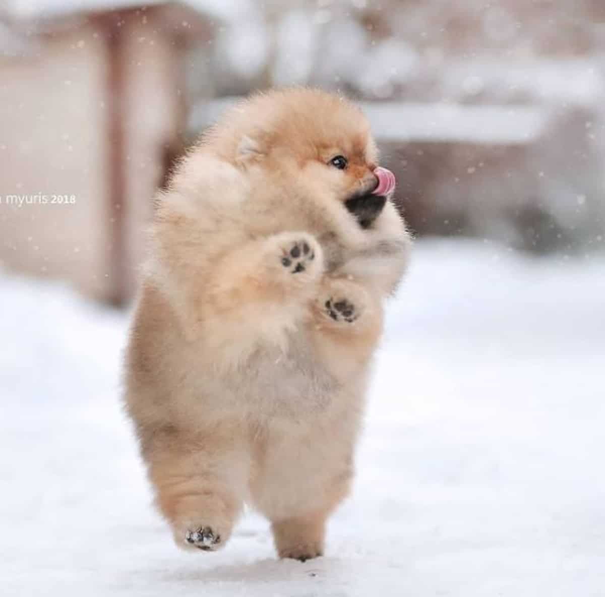 30 Funniest Pomeranians to Brighten Your Day | The Paws