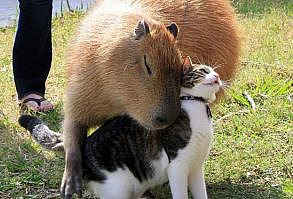 30 Utterly Adorable Animal Facts That Will Make You Say