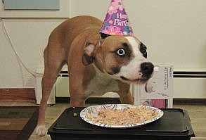 31 Animal Pictures That Will Make You Say