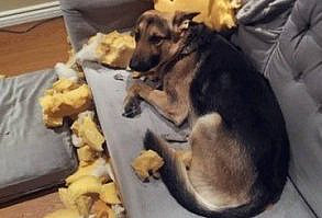 (1) 33 German Shepherd Memes That Will Make You Laugh Every Time – German Shepherd Shop