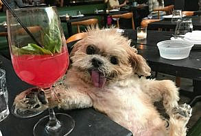 Cheers! ... drunk dog at bar ~.~ funny pics, funny memes
