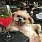 Cheers! ... drunk dog at bar ~.~ funny pics, funny memes