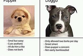 39 Random Memes That'll Take Your Pain Away - Memebase - Funny Memes