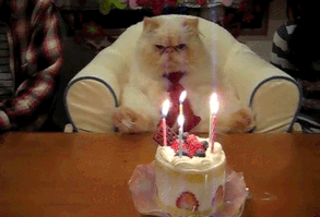 This cat who is NOT HAPPY that hes another year older.