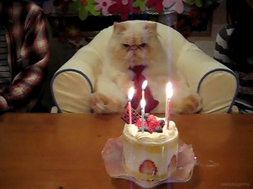This cat who is NOT HAPPY that hes another year older.
