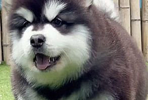 Choosing the correct leash will either make walking your Malamute easy or hard. There are many different views on what type of leash works best for Malamutes, so I will first address that issue. I will then run through the best leashes for a Alaskan Malamute.#Alaskan Malamute #pet #dog #puppy