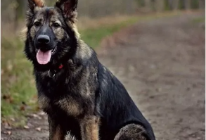 5 Types of German Shepherds (With Pictures) | Doggie Designer