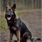 5 Types of German Shepherds (With Pictures) | Doggie Designer