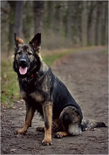 5 Types of German Shepherds (With Pictures) | Doggie Designer