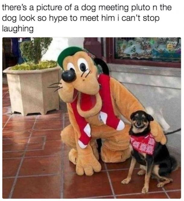 50 Hilarious (And Relatable) Dog Memes For National Dog Day