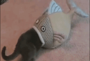 7 Best Cat Gifs of the Week – 1st November 2014