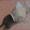 7 Best Cat Gifs of the Week – 1st November 2014