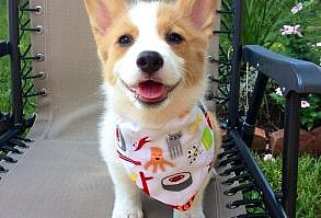 It would suck. | 71 Reasons We Need To SAVE CORGIS FROM EXTINCTION