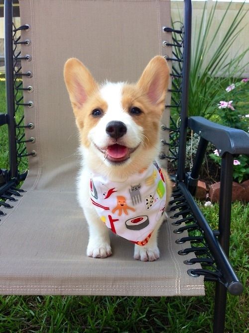 It would suck. | 71 Reasons We Need To SAVE CORGIS FROM EXTINCTION