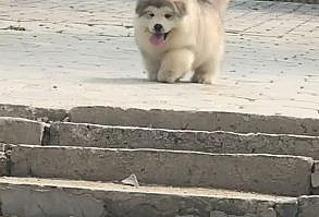 Alaskan Malamute are fast, agile, and strong, so it’s extremely important to be using a high-quality harness that you can rely on. A good harness will keep you and your Alaskan Malamute safe. #Alaskan Malamute #pet #dog #puppy