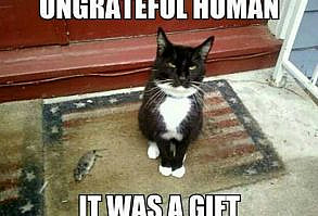 9 Silly Ways That Your Cat Says