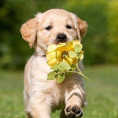 #DOG LOVERS #DOG LOVERS quotes #DOG LOVERS gifts #DOG LOVERS humor #DOG LOVERS videos #DOG LOVERS tattoo