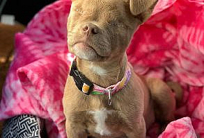 A BLIND DOG LIVING HER LIFE TO THE FULLEST