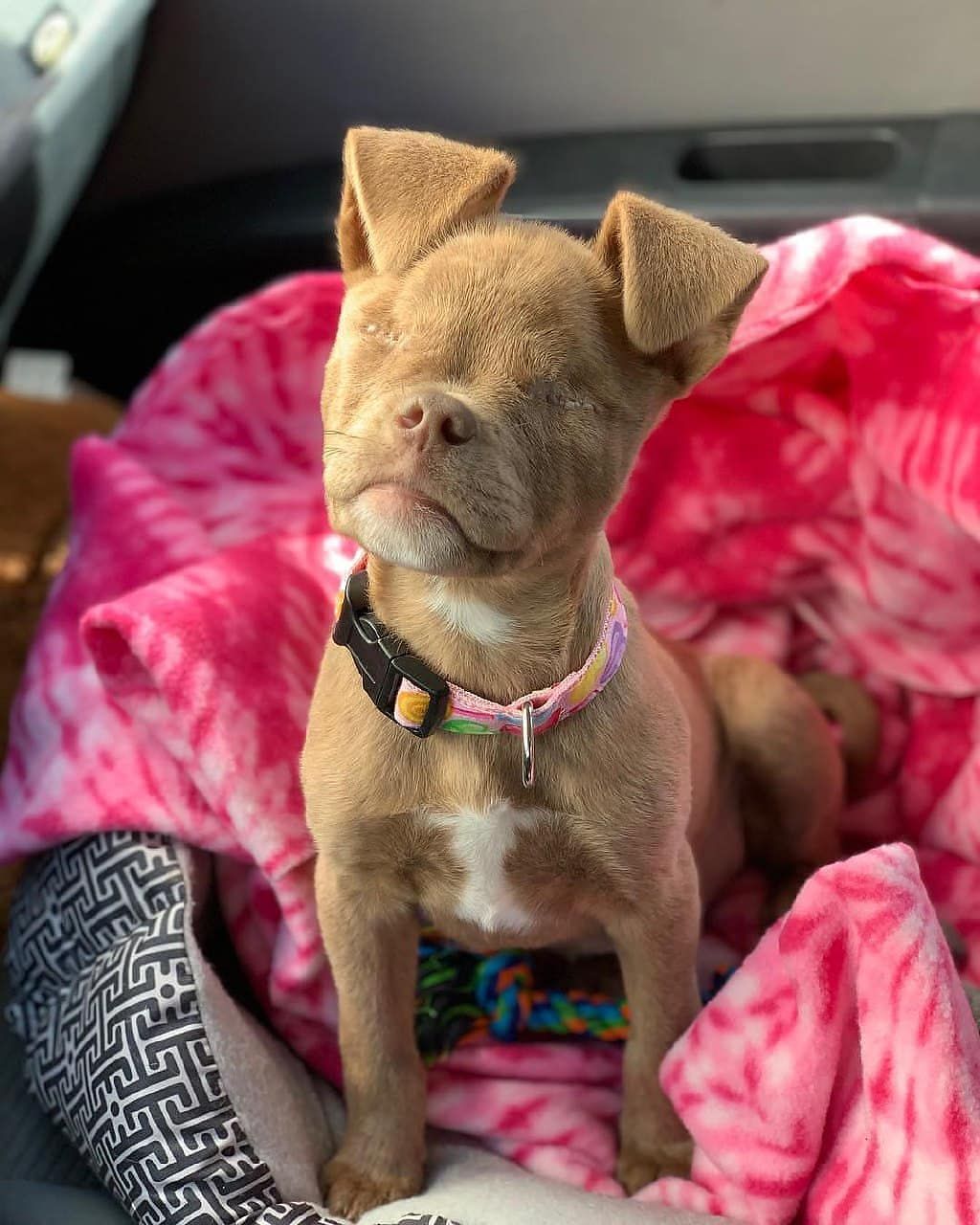 A BLIND DOG LIVING HER LIFE TO THE FULLEST