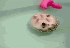 Постоянная ссылка на мило Ежик, плавающие в ванной