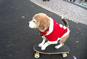A Santa Dog Skateboards In Japan /  my beagle can't do that. -- pinned using BrowserBliss